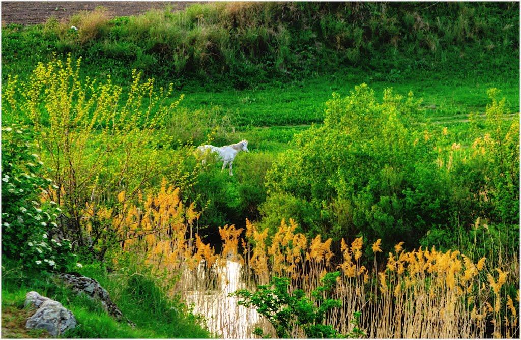 Седнівка з panoramio.com - Седнівка