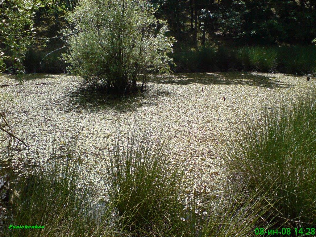 Підгородне з panoramio.com - Підгородне