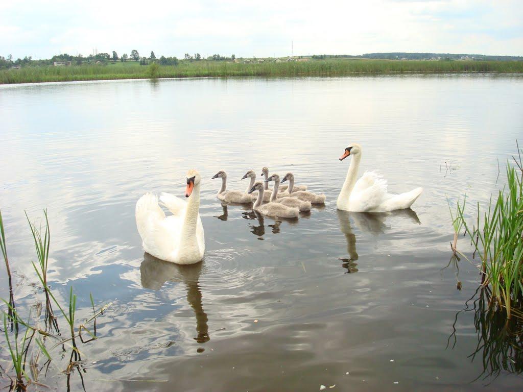 Щеплоти з panoramio.com - Щеплоты