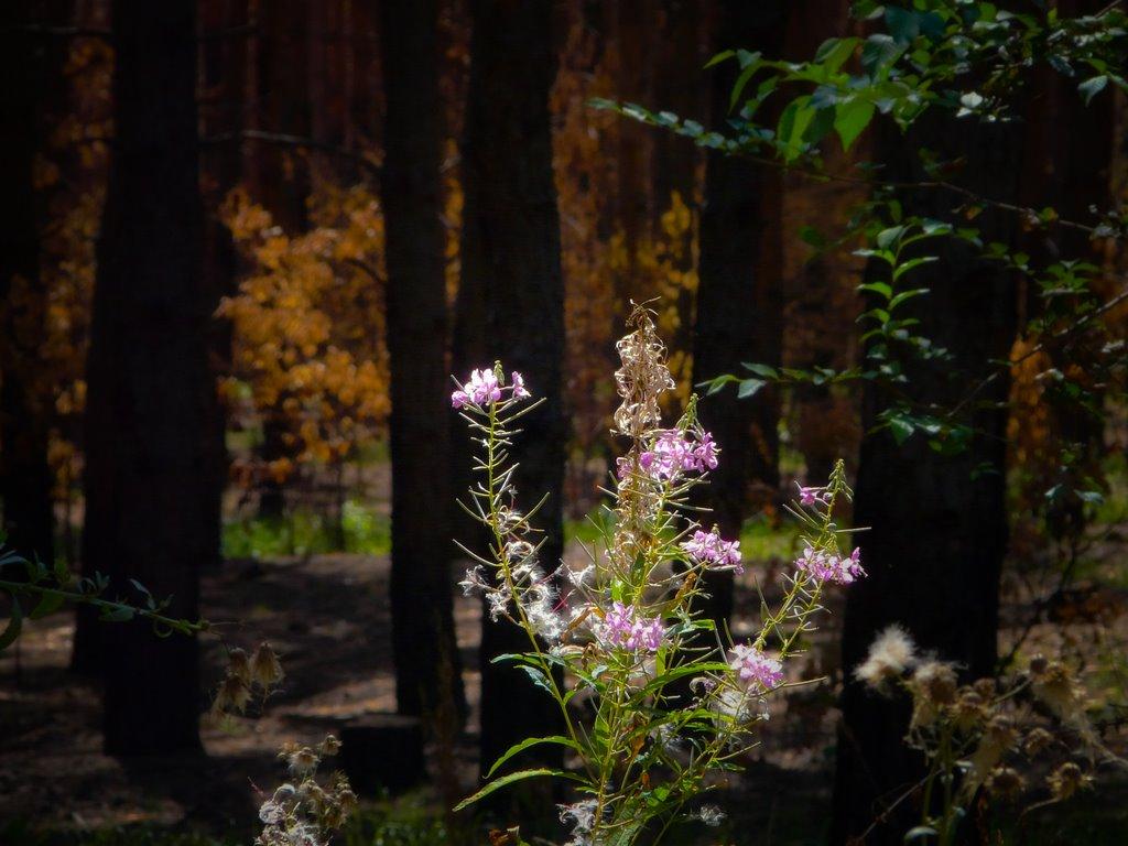 Лопаскине з panoramio.com - Лопаскине
