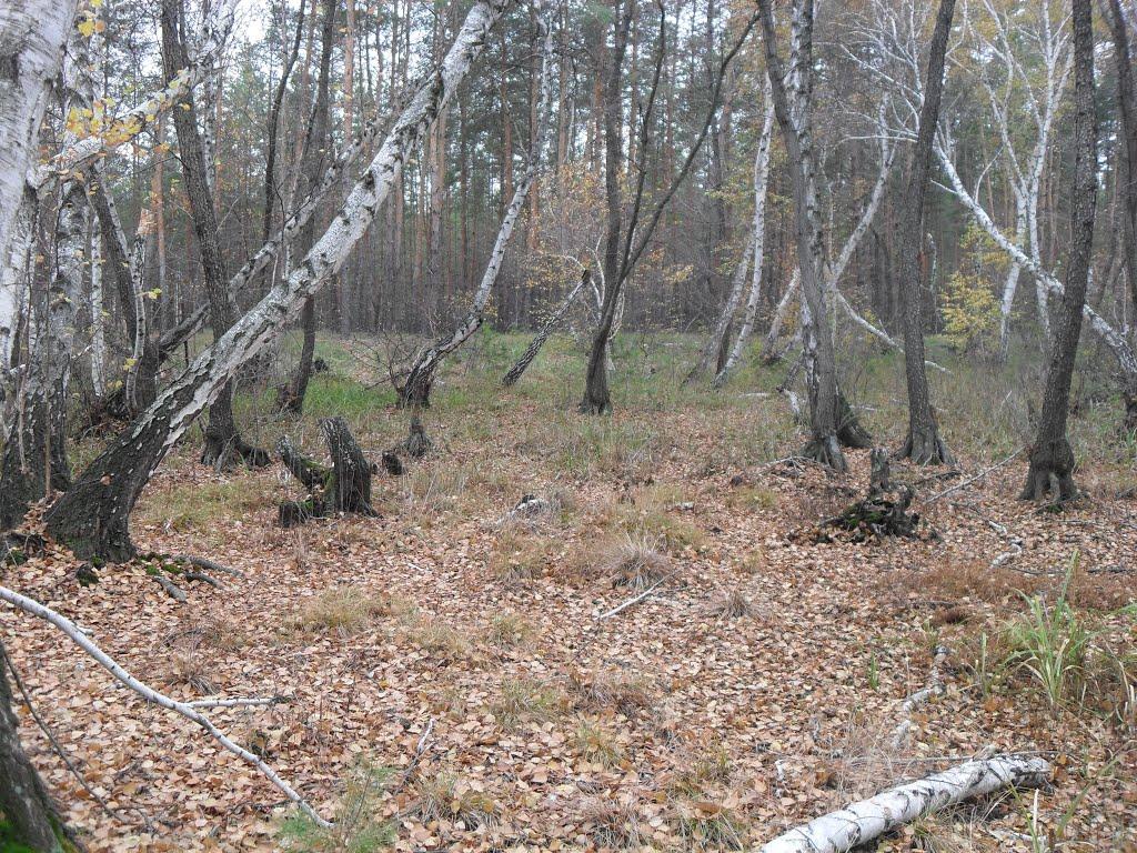 Станично-Луганське з panoramio.com (ч.2) - Станично-Луганское