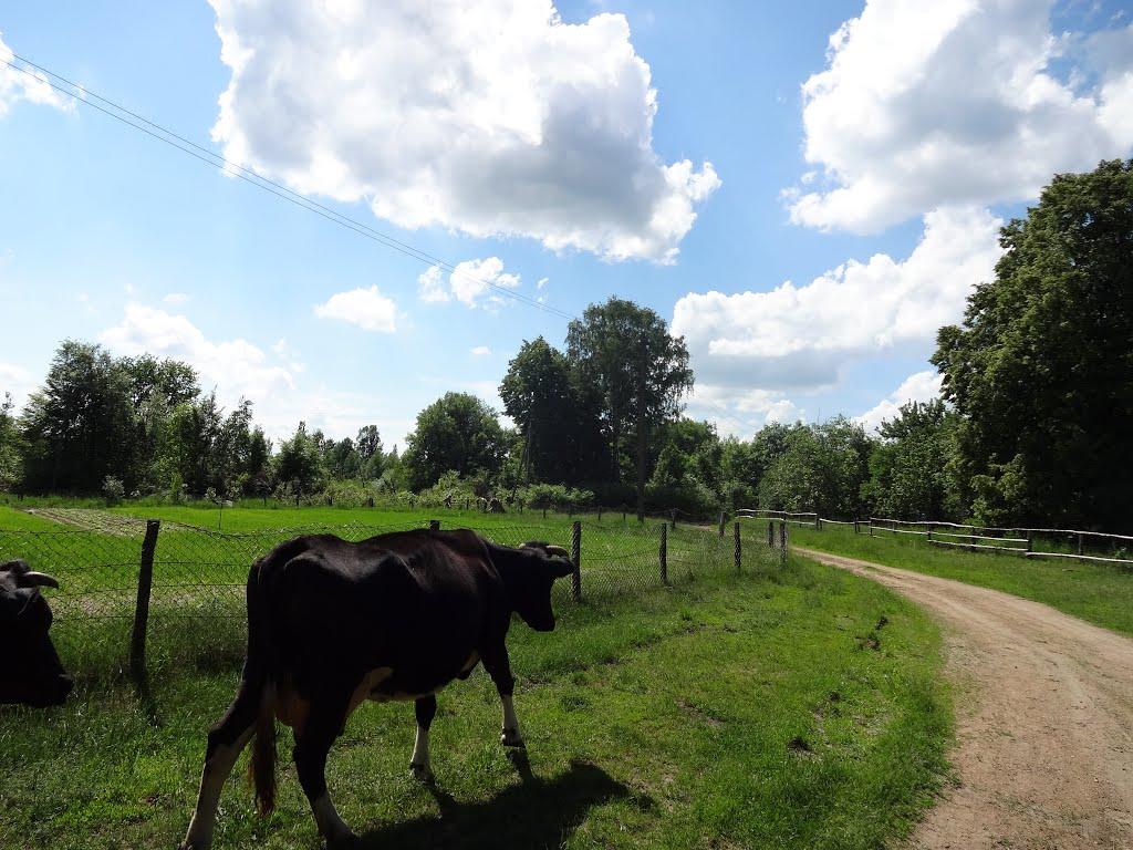 Писарівка з panoramio.com - Писарівка