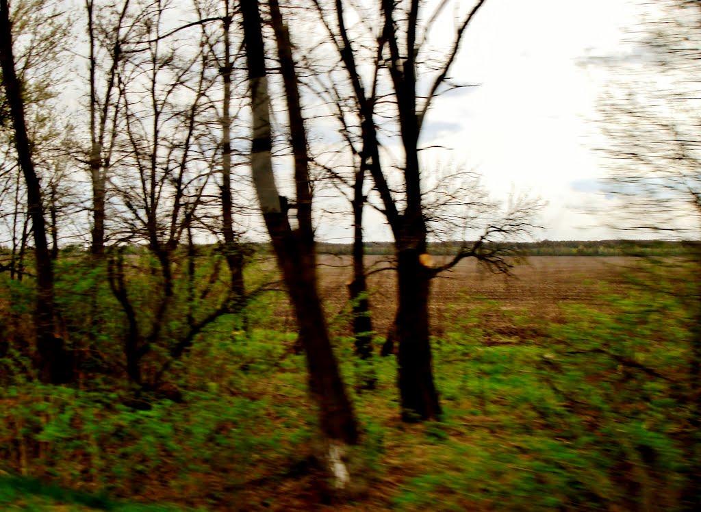 Салиха з panoramio.com - Салиха