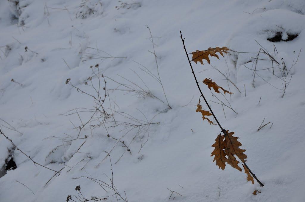 Петровське з panoramio.com - Петровское
