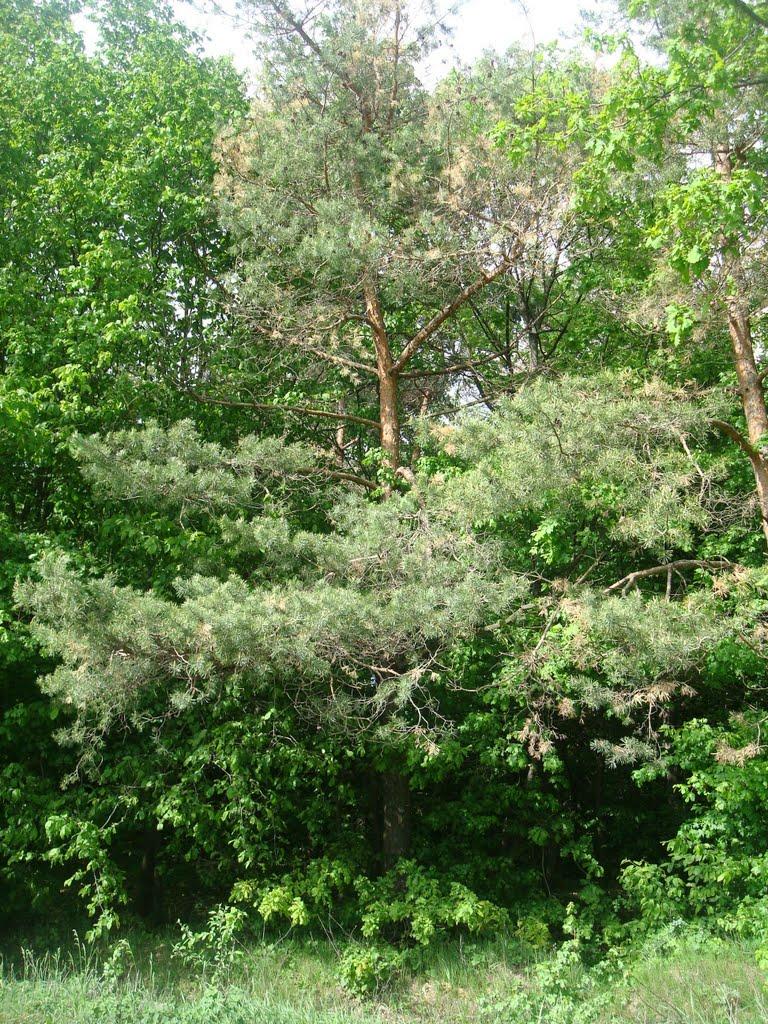 Ставчани з panoramio.com - Ставчаны