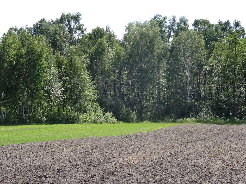 Писарівка з panoramio.com - Писарівка