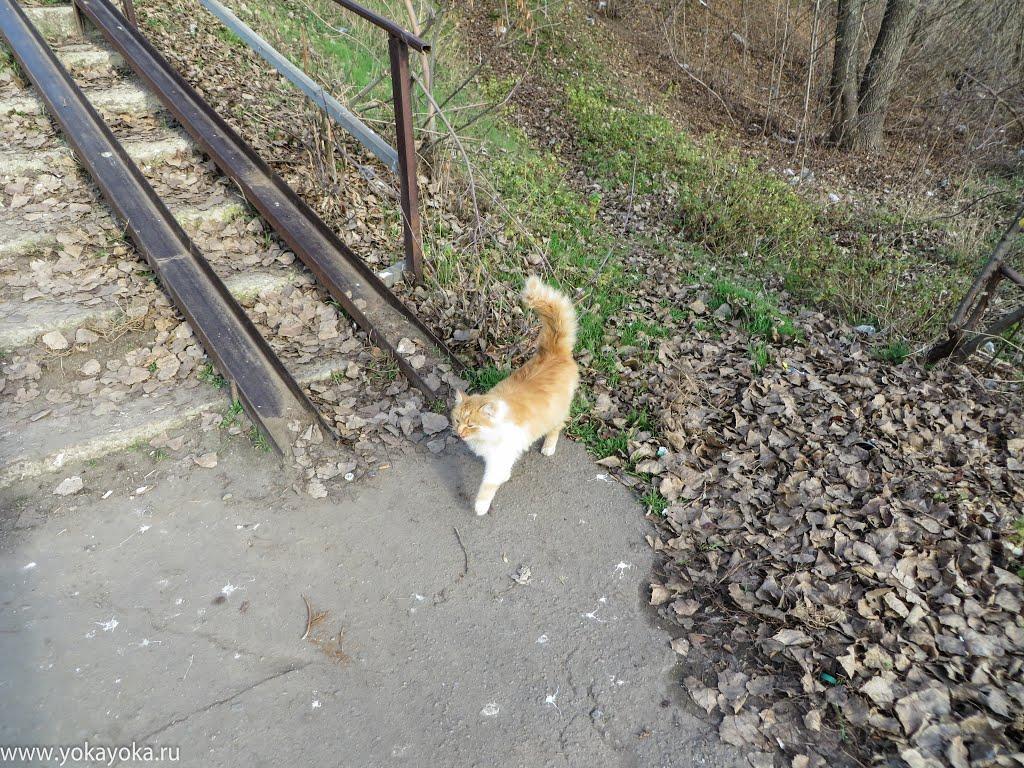 Токмак з panoramio.com - Токмак
