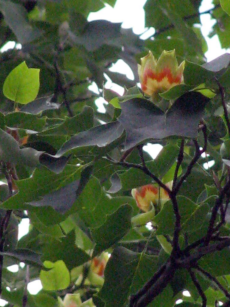 Ворзель з panoramio.com - Ворзель