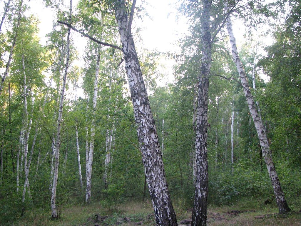 Богородичне з panoramio.com - Богородичное