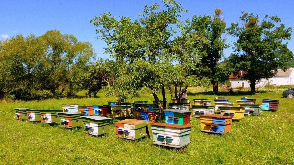 Чинадійово з panoramio.com - Чинадійово