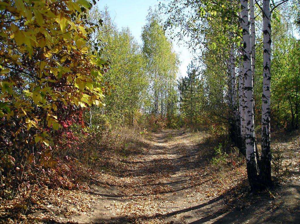 Великий Дальник з panoramio.com - Velykyy Dalnyk