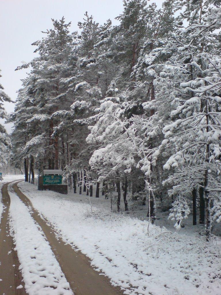 Осички з panoramio.com - Осички