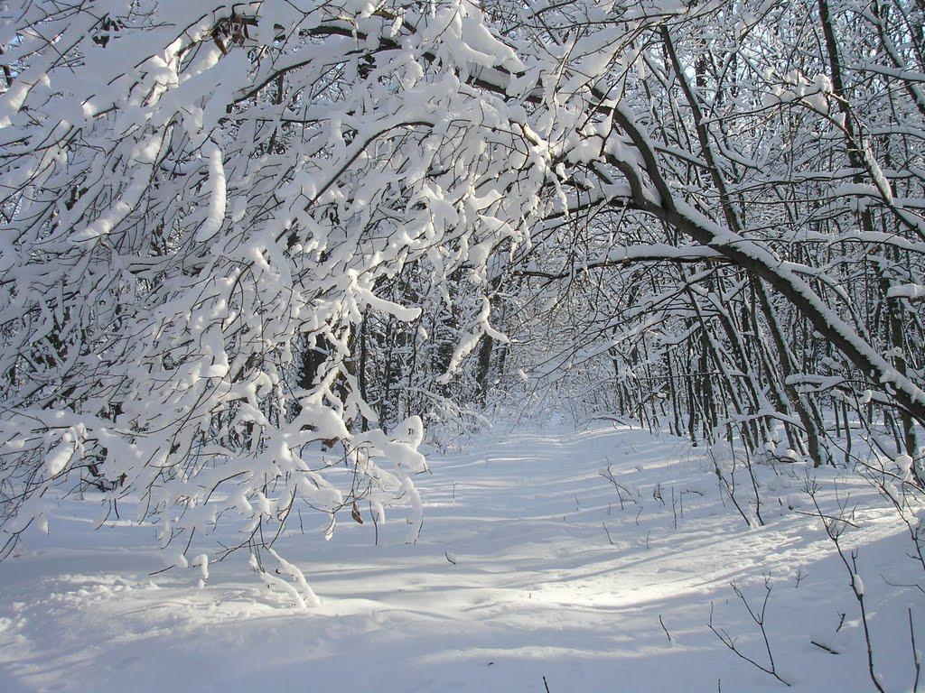 Цибулеве з panoramio.com - Цибулево