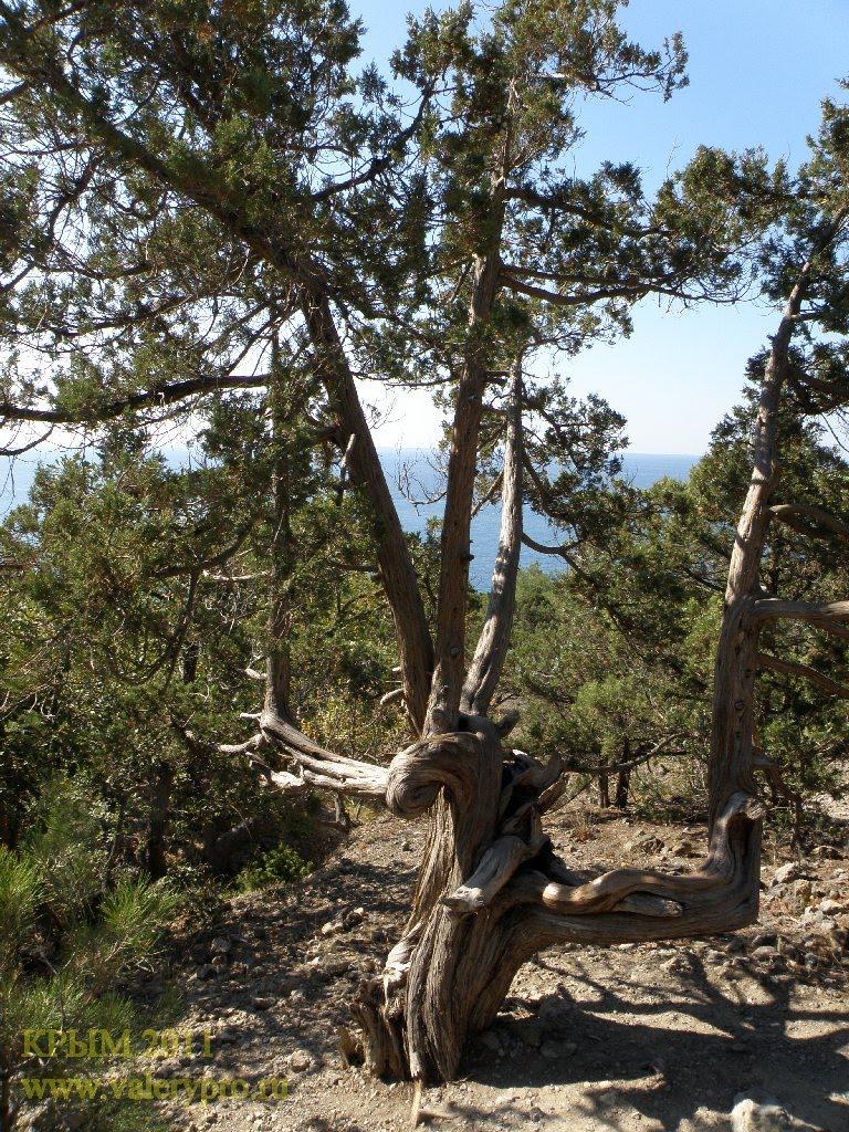Долина з panoramio.com - Долина