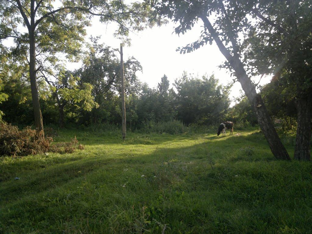 Семенівка з panoramio.com - Семенівка