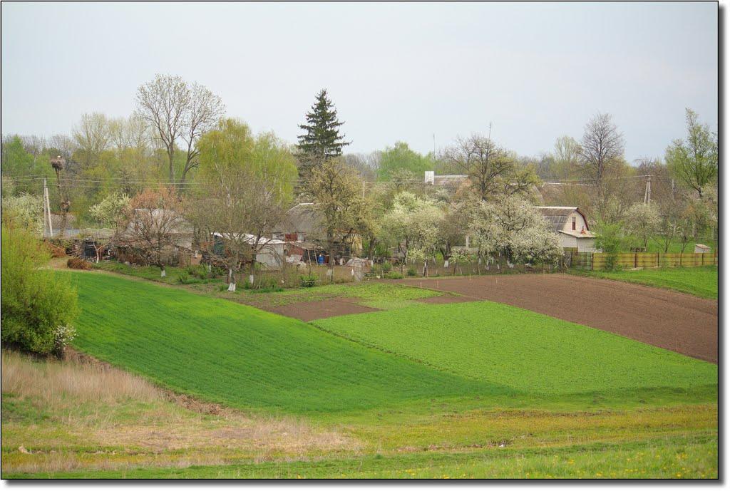 Семенівка з panoramio.com - Семенівка