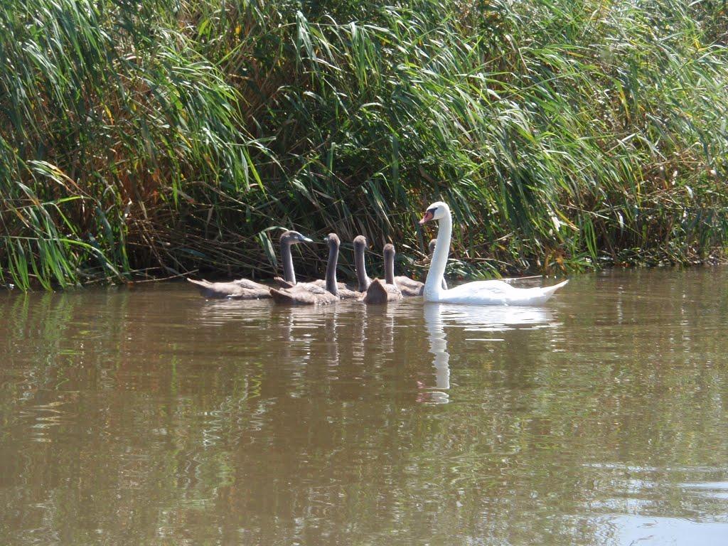 Седнівка з panoramio.com - Седнівка