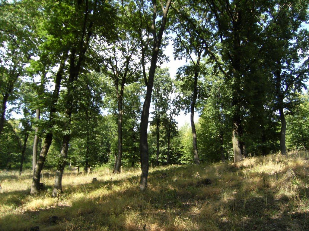 Могилівка з panoramio.com - Могилівка