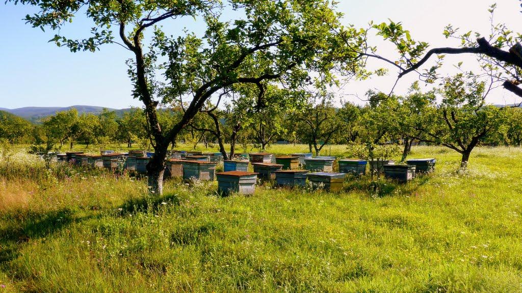 Чинадійово з panoramio.com - Чинадійово