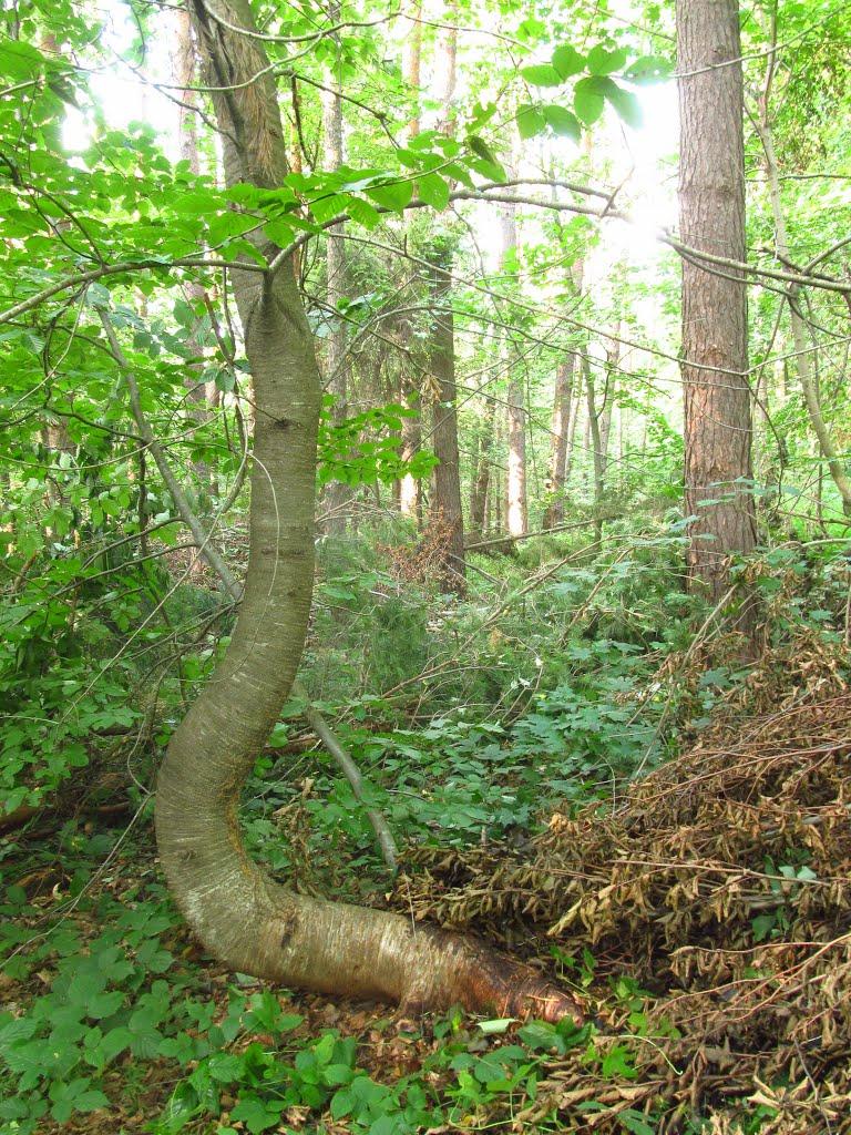 Маркова з panoramio.com - Маркова