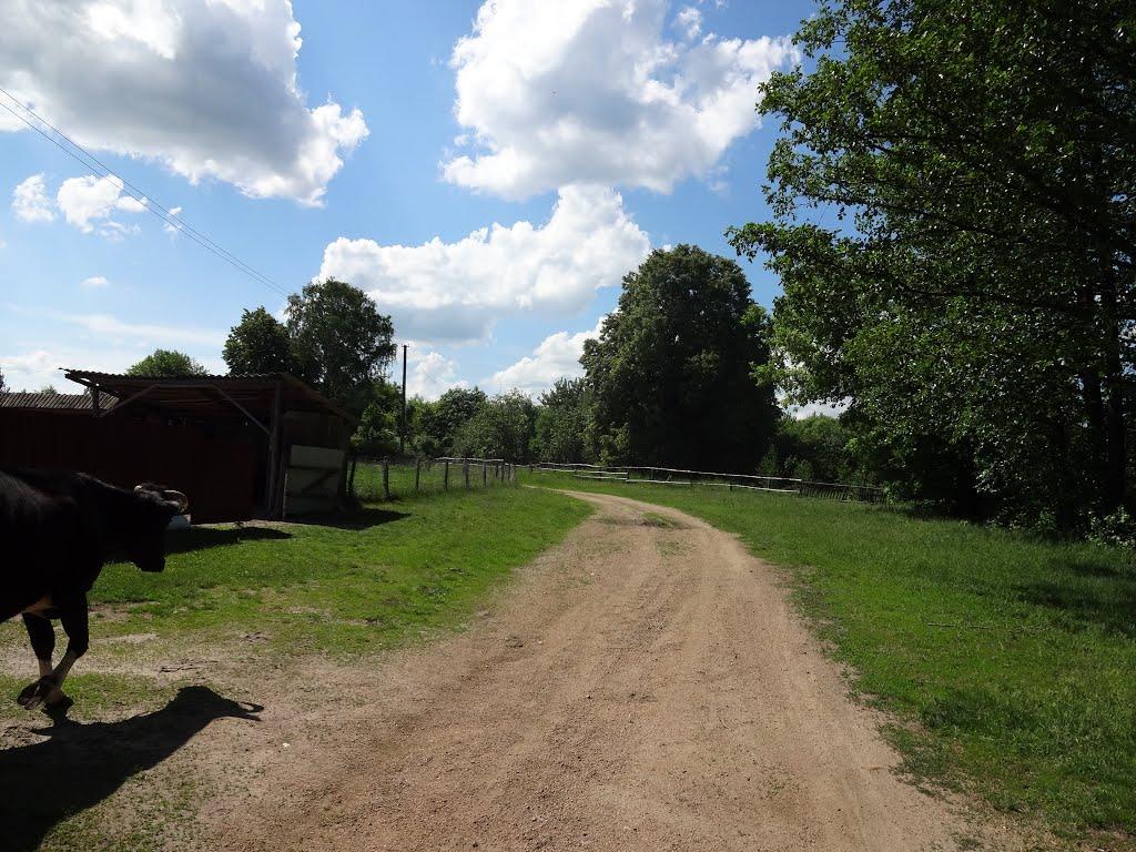 Писарівка з panoramio.com - Писарівка