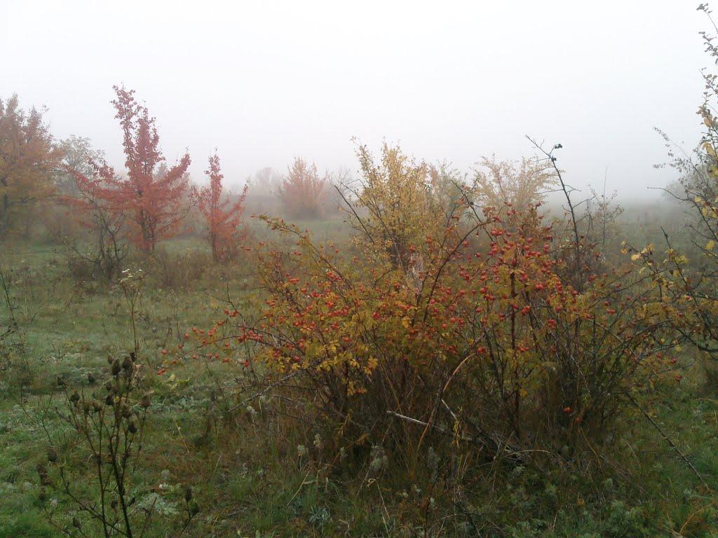 Кутузівка з panoramio.com - Кутузівка