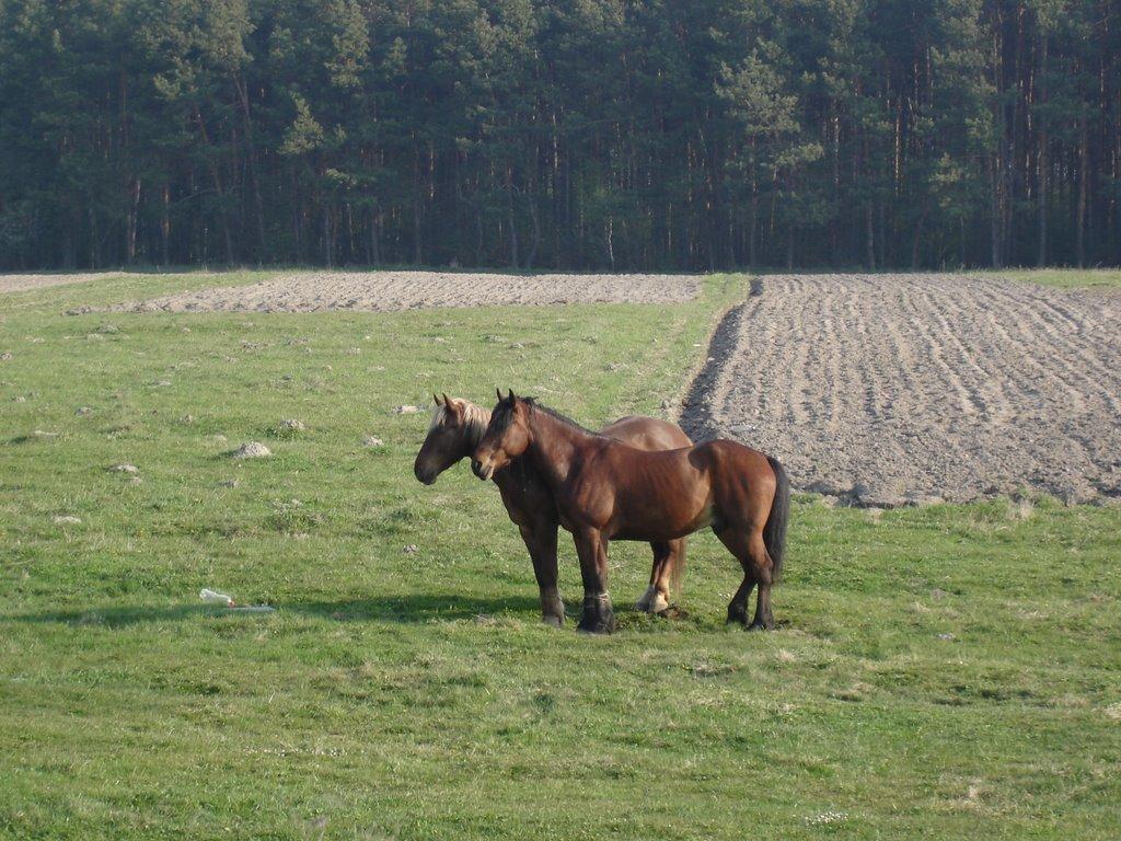 Червоне з panoramio.com - Червоне