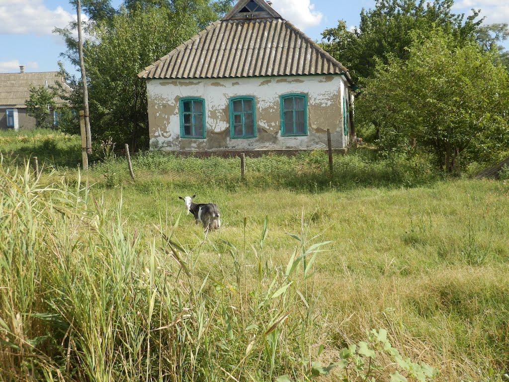 Стара Збур'ївка з panoramio.com - Стара Збур'ївка