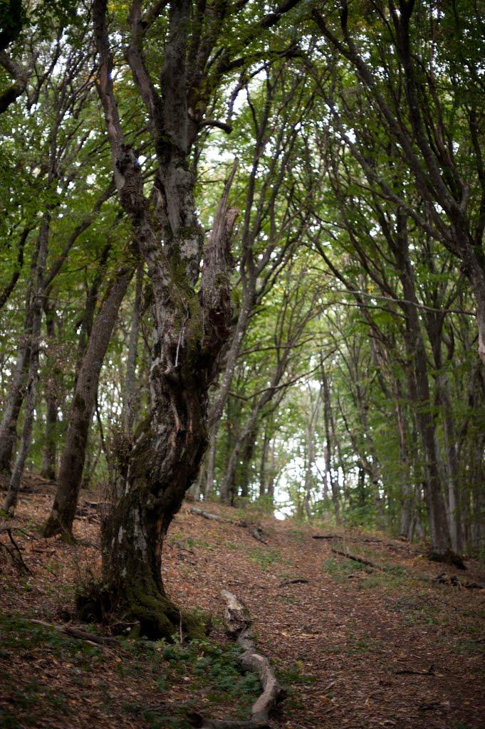 Старий Крим з panoramio.com - Staryy Krym