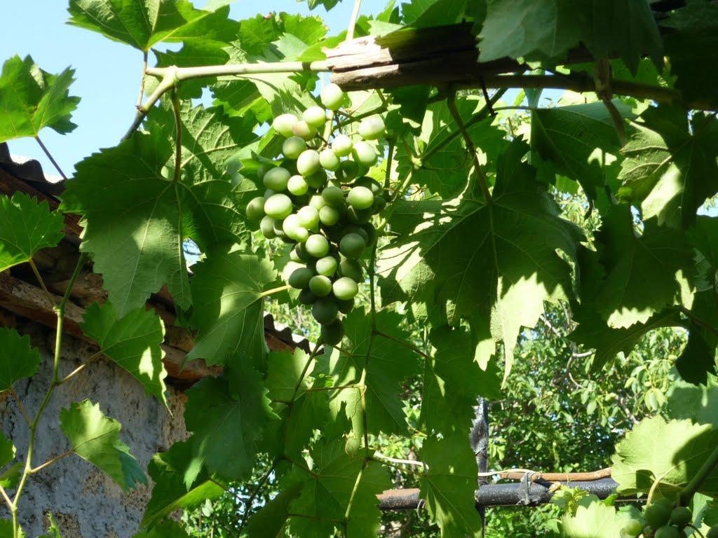 Піщане з panoramio.com - Песчаное