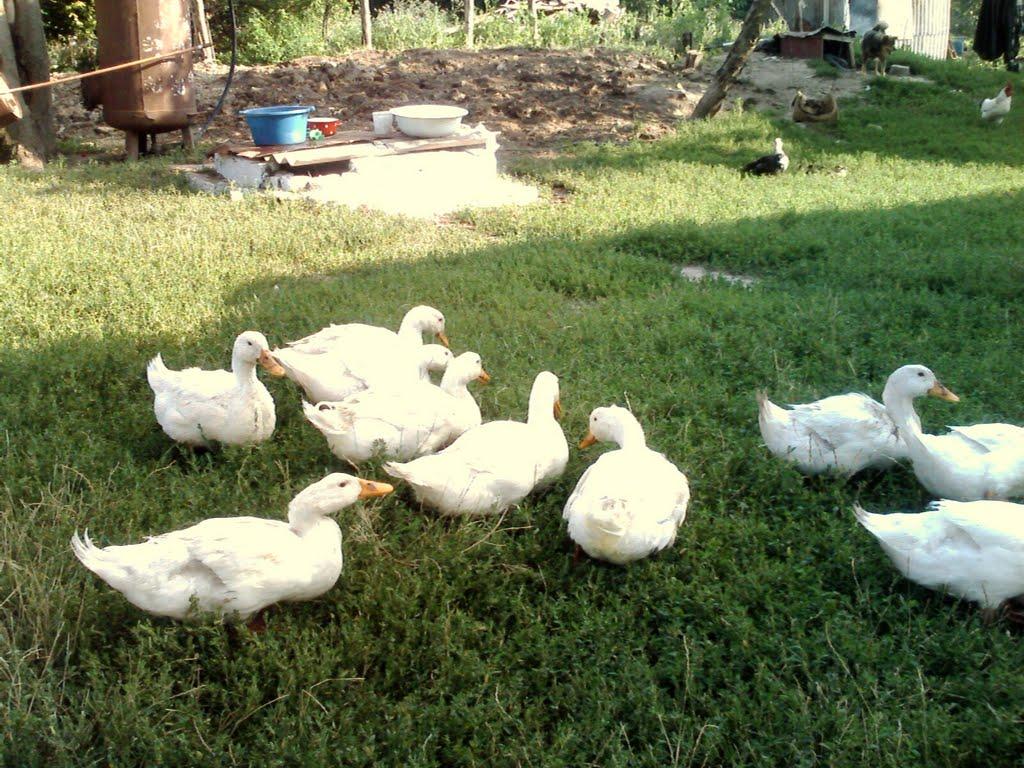 Микитяни з panoramio.com - Микитяни