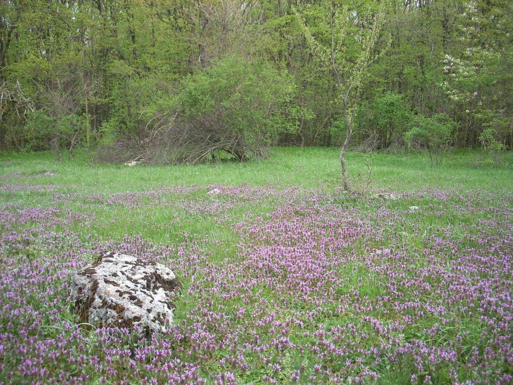 Сонячногірське з panoramio.com - Солнечногорское