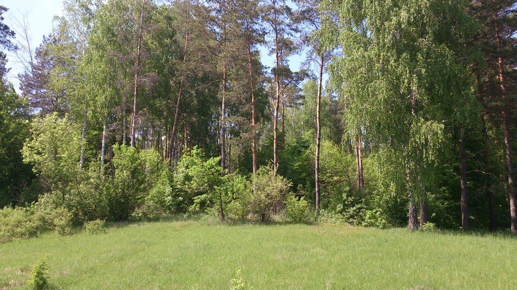 Новгородське з panoramio.com - Новгородське