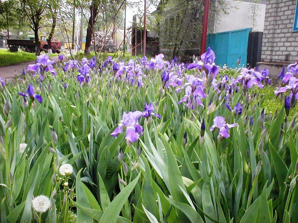 Троїцьке з panoramio.com - Троицкое