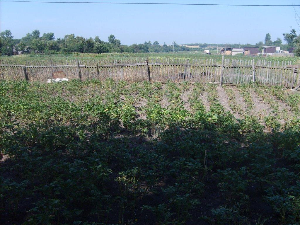 Лісна Поляна з panoramio.com - Лесная Поляна