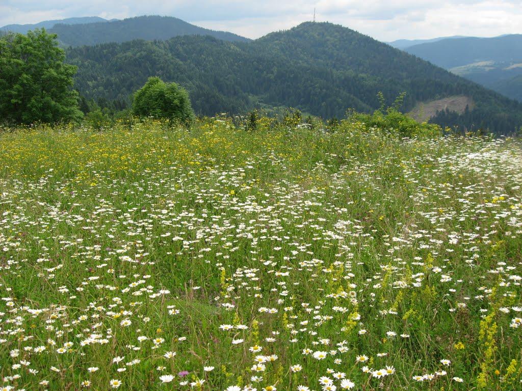 Сойми з panoramio.com - Соймы