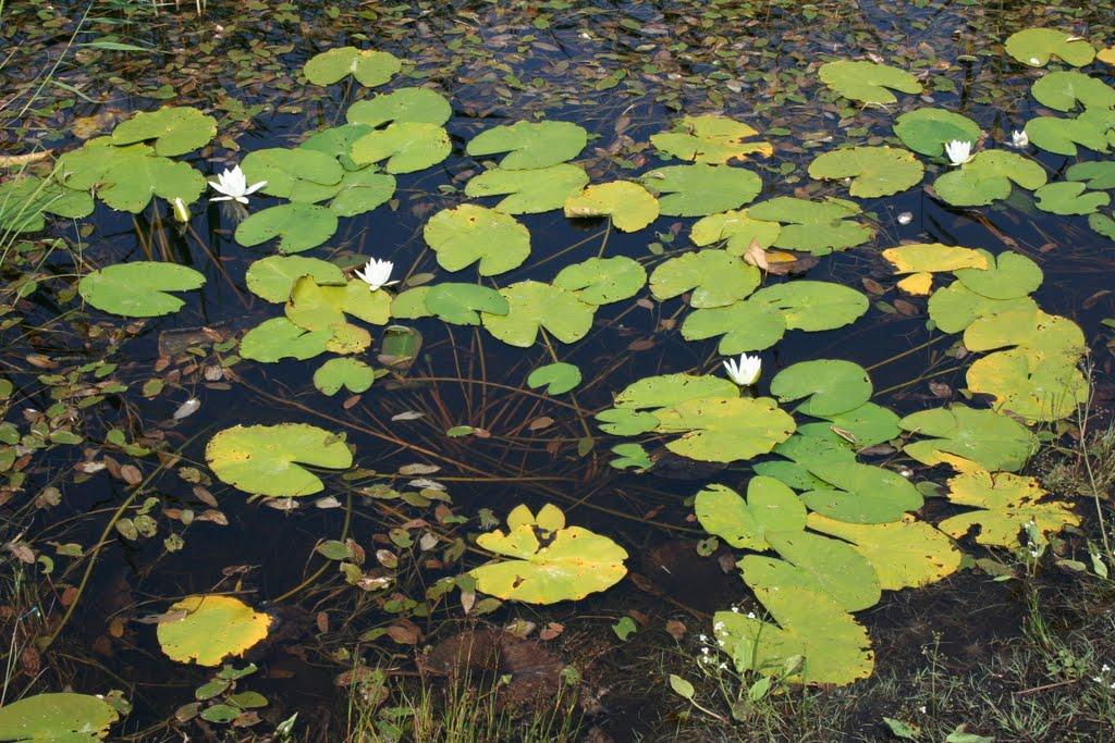 Понизівка з panoramio.com - Понизівка