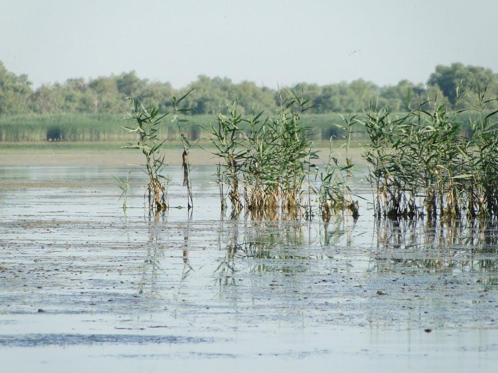 Дунайське з panoramio.com (ч.2) - Дунайское