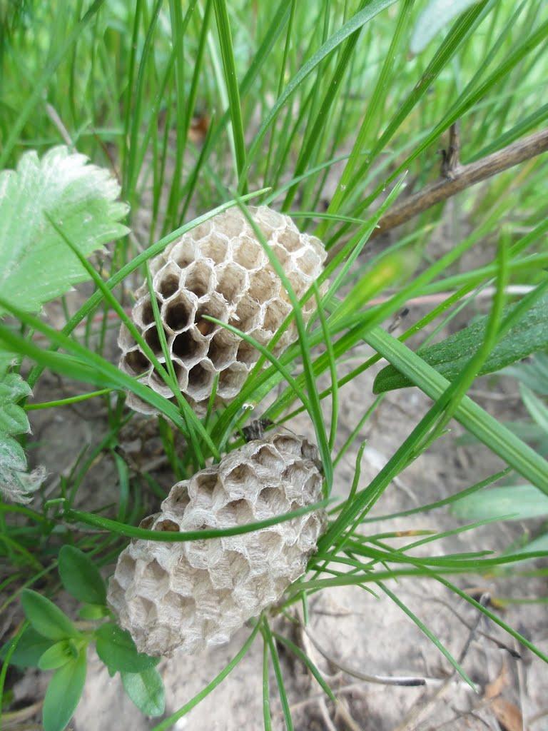 Самчинці з panoramio.com - Самчинці