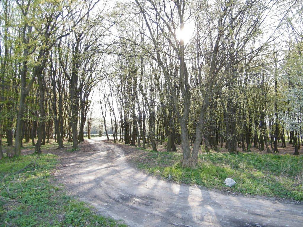 Лапаївка з panoramio.com - Lapayivka