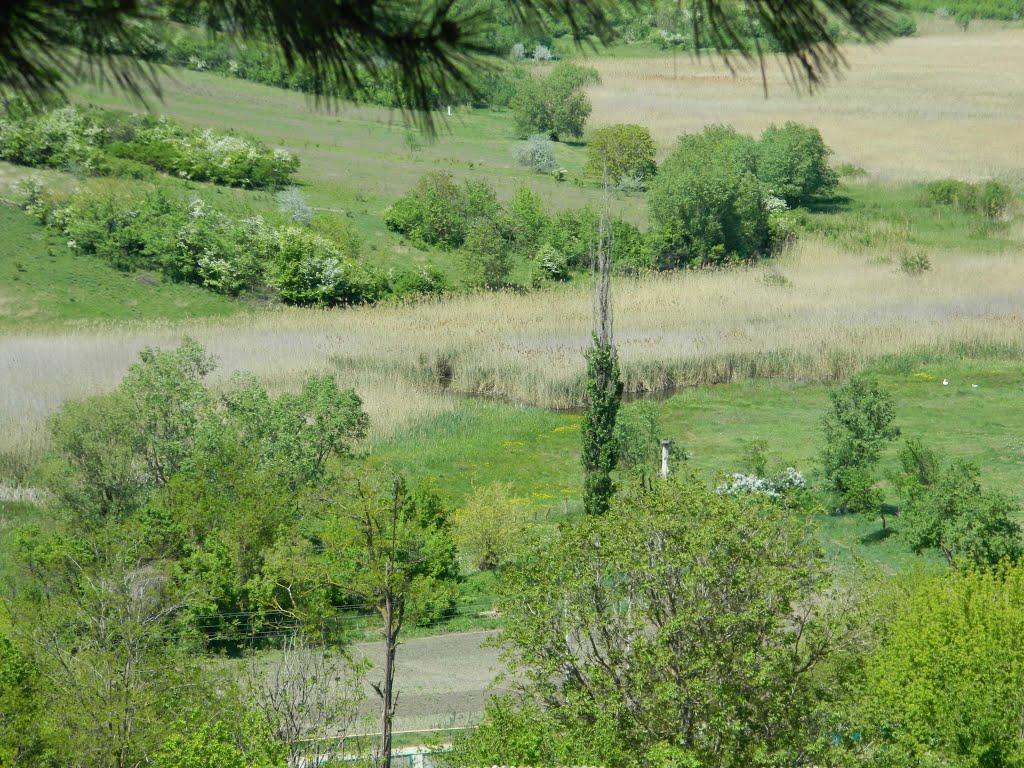 Дубове з panoramio.com - Дубове