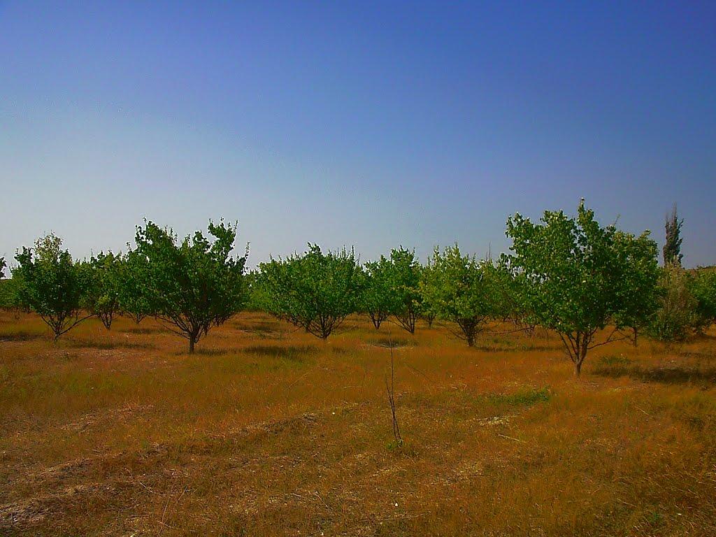 Поштове з panoramio.com - Поштове