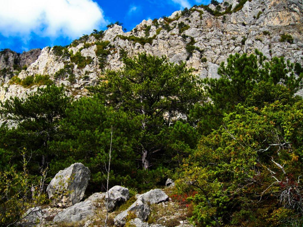 Олива з panoramio.com - Olyva