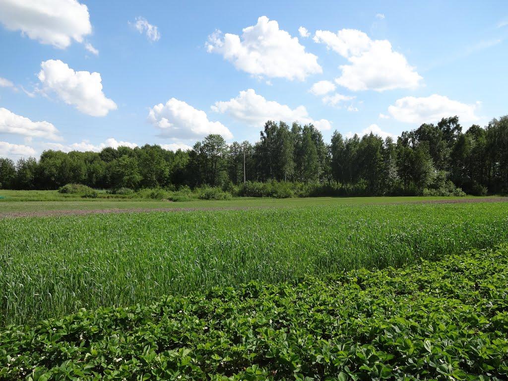 Писарівка з panoramio.com - Писарівка