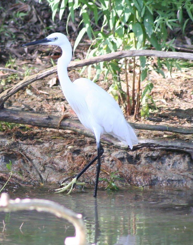 Дунайське з panoramio.com (ч.2) - Дунайское