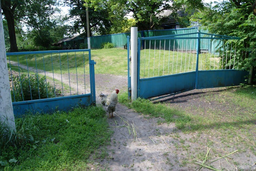 Смолянка з panoramio.com - Смолянка