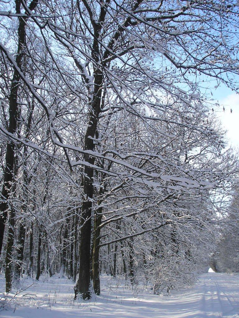 Цибулеве з panoramio.com - Цибулево