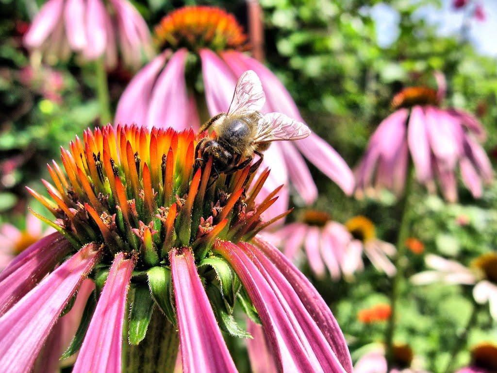 Сокаль з panoramio.com - Сокаль