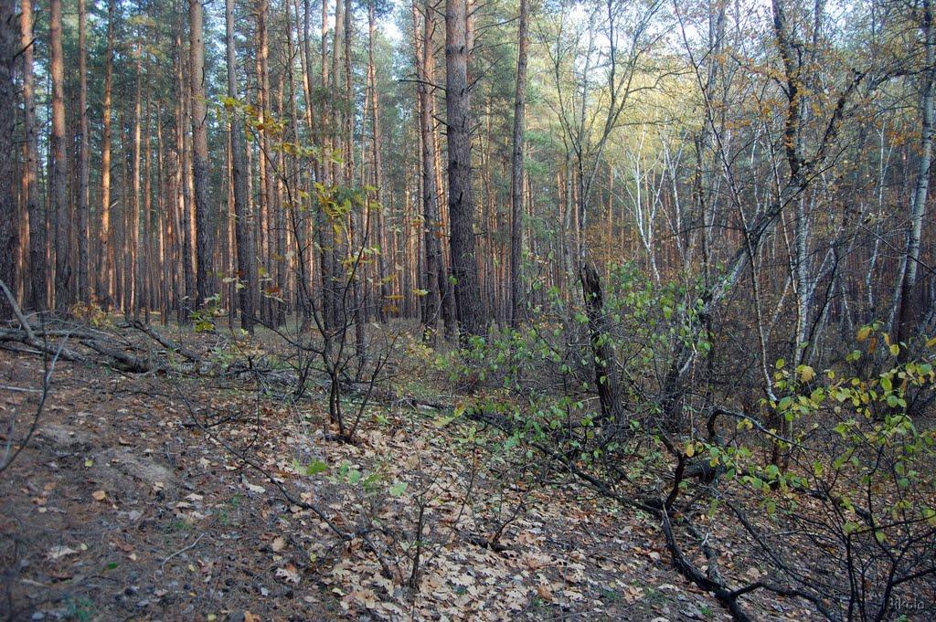 Осколонівка з panoramio.com - Осколонівка