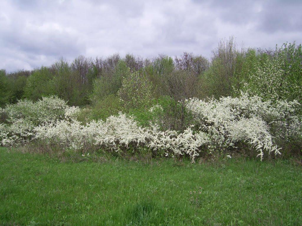 Фартуківка з panoramio.com - Фартуківка